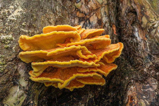 Fresh Chicken of the Woods mushroom (Laetiporus sulphureus) growing on a tree trunk. Bright orange and yellow bracket fungus, edible sulfur shelf mushroom close-up.