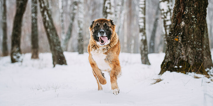 Caucasian Shepherd Dog Running Outdoor In Snowy Field At Winter Day. Smiling Dog