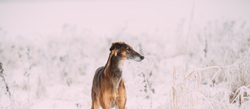 Hunting Sighthound Hortaya Borzaya Dog During Hare-hunting At Winter Day In Snowy Field