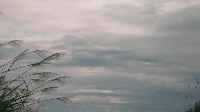 Cloudy sky with silhouetted pampas grass and open space in the center
