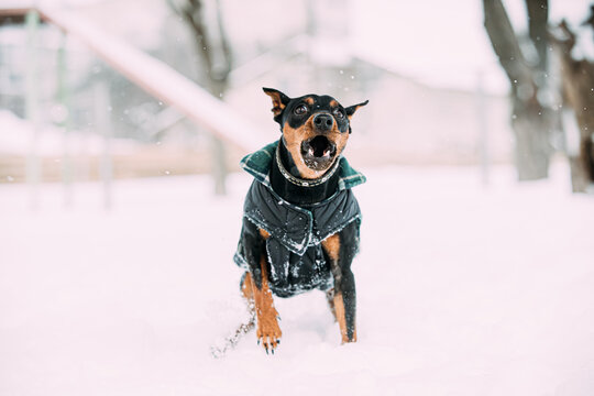 Funny Black Miniature Pinscher Zwergpinscher, Min Pin Dog Playing And Running Outdoor In Snow, Winter Season