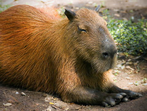 Capybara profile (Hydrochoerus hydrochaeris) , the largest living rodent