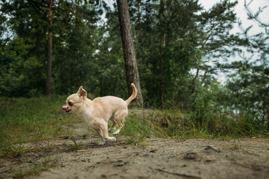 Charming Chihuahua Exploring a Serene Forest Pathway