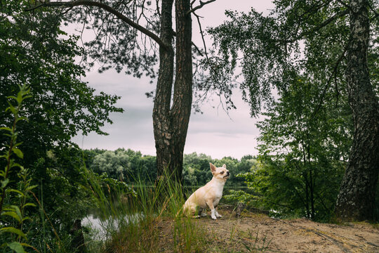 Chihuahua on a Scenic Hilltop with Nature Background