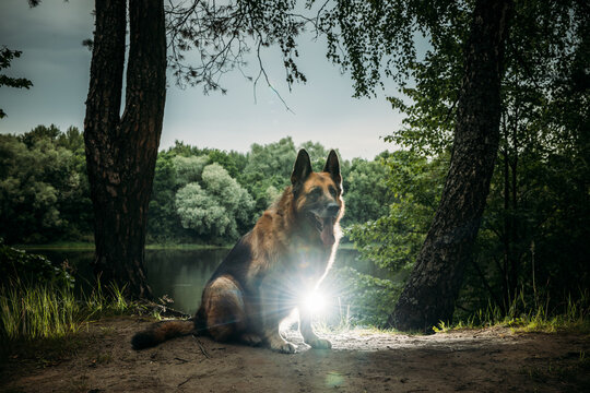 Majestic German Shepherd Sitting by the Water's Edge