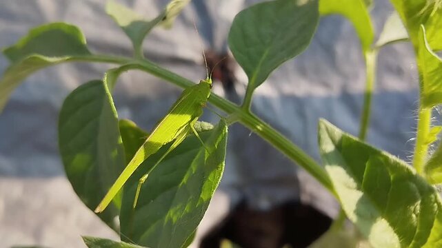 A green grasshopper perched on fresh green leaves in a garden, illuminated by natural sunlight.