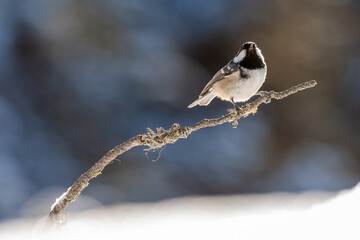 Coal tit perched on a lichen-covered branch above the snow in winter. © Schilo