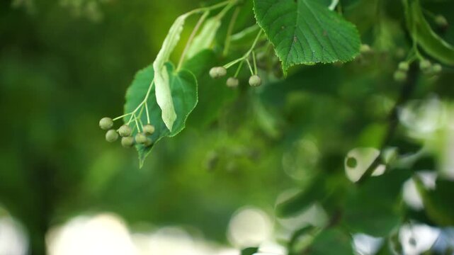 Close up of linden tree branches with fresh green leaves and small round berries against a soft, blurry natural bokeh background, representing spring and summer growth
