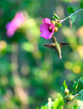 Juvenile male ruby-throated hummingbird is nectar robbing a rose-of-Sharon by puncturing the base of the flower to extract nectar rather than getting it from a natural opening in the flower