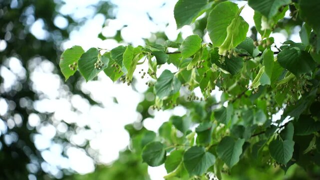 Close up of lush linden tree leaves and small flowers on a branch, set against a soft, sunlit bokeh background, representing spring and summer growth