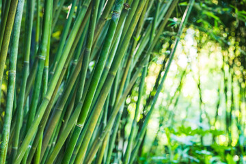 Fototapeta premium bamboo forest close-up with green bamboo stems on blurred background