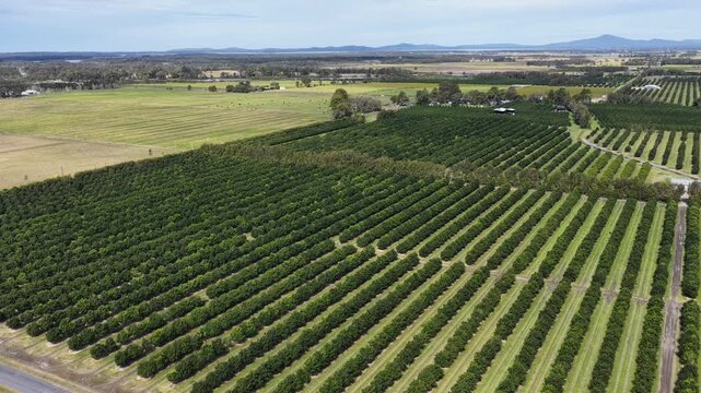 Drone footage flying over rows of macadamia trees at a farm in Yamba, New South Wales, Australia.