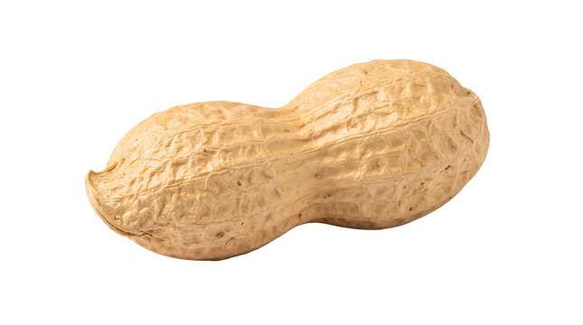 Single peanut in shell