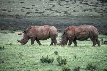 Rhinos grazing green grass in african game reserve © Kristof