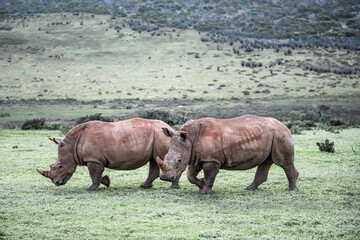 Two white rhinos walking across a green savanna landscape © Kristof