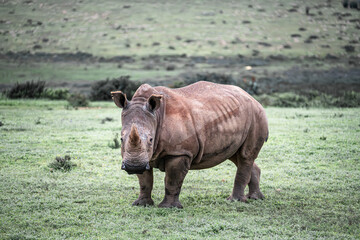 Obraz premium White rhino standing in african game reserve grassland