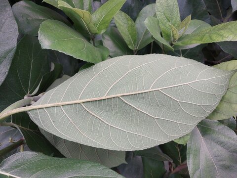 Close Up of Broad Green Leaf with Prominent Veins in Natural Plant Foliage