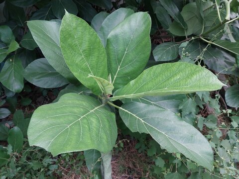 Broad Green Leaves of a Tropical Wild Plant Growing Naturally in Outdoor Vegetation