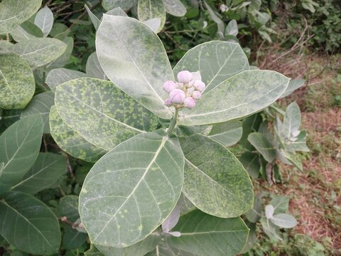 Calotropis Gigantea Crown Flower with Large Green Leaves and Purple Flower Buds