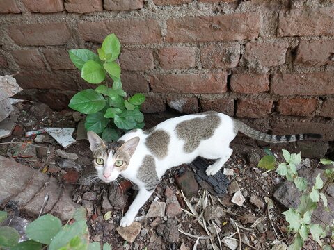 Spotted White and Brown Domestic Cat Standing Outdoors Near an Old Brick Wall