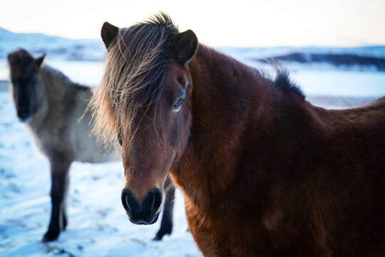 Traditional Icelandic horse close-up view in winter, Iceland