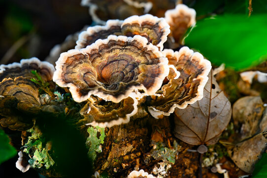 Turkey tail mushrooms and lush green leaves on the forest floor