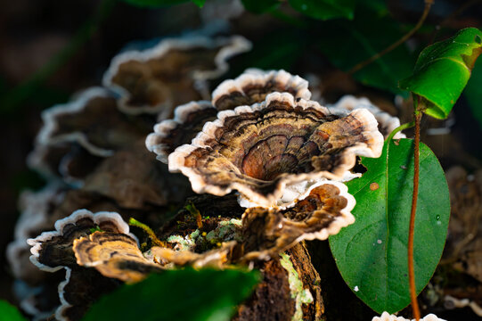 Turkey tail mushrooms growing on a fallen log on the forest floor with lush green leaves