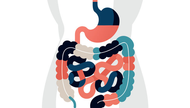 Human Digestive System Vector Showing Stomach And Intestines Anatomy