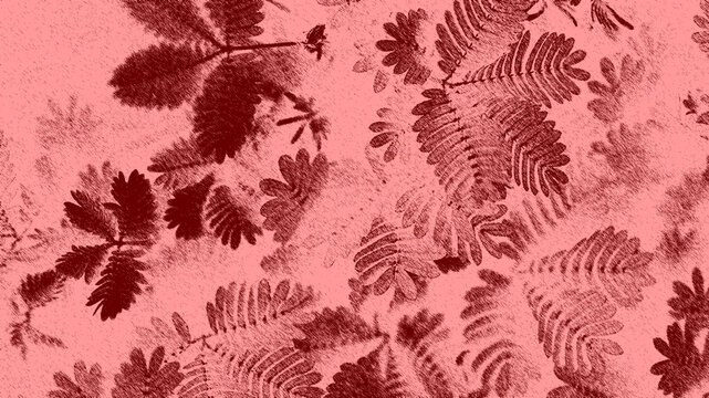 red fabric texture, Abstract dark red sensitive plant leaf pattern on pink background
