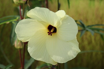 Sunset hibiscus flower © Mt. Cape
