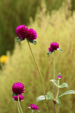 Globe amaranth flowers set against a backdrop of kochia