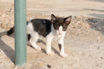 One-eyed bi-color kitten cautiously peeking out from behind a rusty steel bar © LaSierragPhotoGraphy