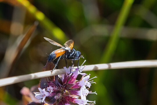 Rotgefleckte Raupenfliege (Eriothrix rufomaculata)