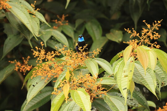 The blue-necked tanager (Stilpnia cyanicollis) is a species of bird in the family Thraupidae. 