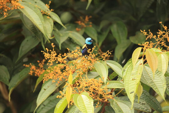 The blue-necked tanager (Stilpnia cyanicollis) is a species of bird in the family Thraupidae. 