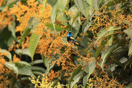 The blue-necked tanager (Stilpnia cyanicollis) is a species of bird in the family Thraupidae. 