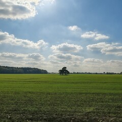 Obraz premium Minimalist rural landscape with a single tree in a vibrant green meadow, vertical copy space