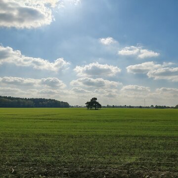Minimalist rural landscape with a single tree in a vibrant green meadow, vertical copy space