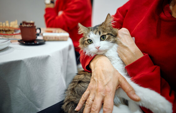A woman in a red sweater gently holds a fluffy tabby-and-white cat on her lap beside a table with a coffee cup, conveying warmth, comfort and quiet, affectionate domestic moments.