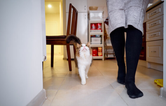 Fluffy longhaired cat walks confidently beside a person in black tights across a warm tiled kitchen floor, showing companionship, curiosity and everyday domestic life in a cozy home interior.