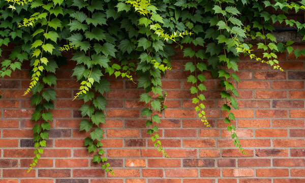 vibrant sprawling climbing plants covering bright red brick wall warm sunlight soft