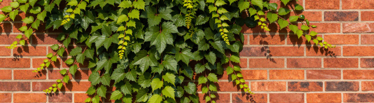 vibrant sprawling climbing plants covering bright red brick wall warm sunlight soft