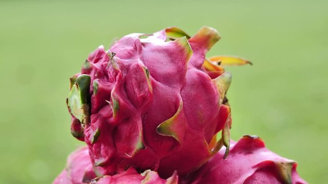 Ripe red dragon fruit in a basket