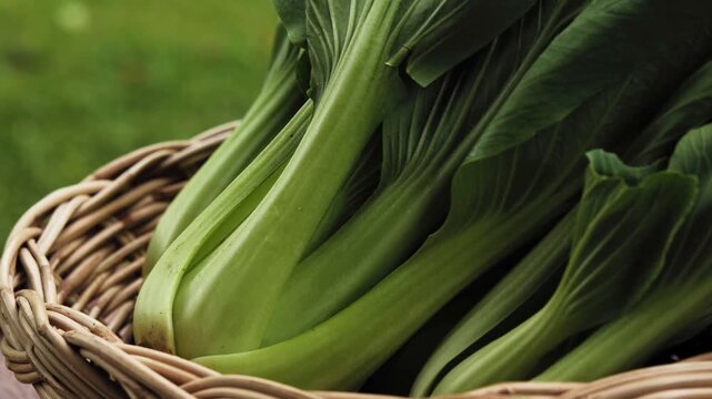 Fresh Bok Choy or Pak Choi(Chinese cabbage) in bamboo basket	
