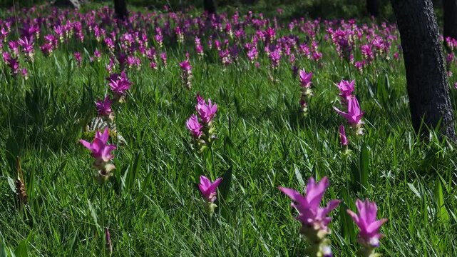 A purple Siam tulip blooming naturally in a forest landscape, surrounded by green vegetation and wild plants.	