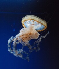 jellyfish in aquarium © Daria