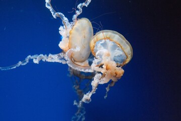 jellyfish in the water © Daria