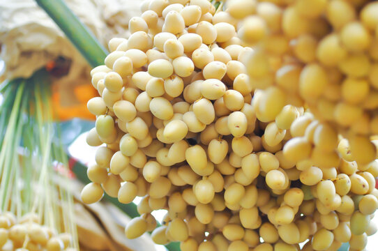 ARECACEAE, Date palm or Phoenix dactylifera L or dactylifera with fruit on the tree