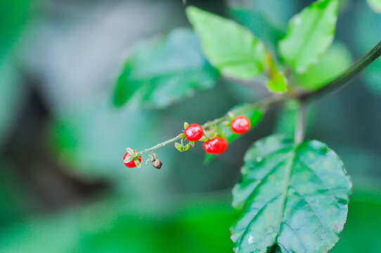 Pigeonberry, Bloodberry
 or Rivina humilis or  Blood Cherry or Coral Berry or Rough Plant or Phytolaccaceae plant