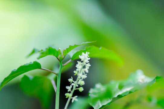 Pigeonberry, Bloodberry
 or Rivina humilis or  Blood Cherry or Coral Berry or Rough Plant or Phytolaccaceae plant with flower